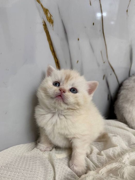 Скотиш страйт британская шиншилла мальчик 
Здоровый, активный 
Аппетит