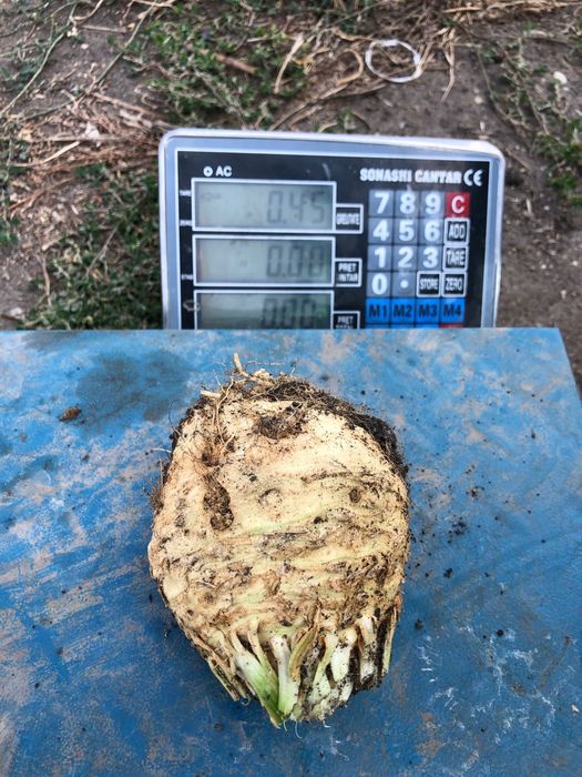 Vand telina Rex F1 hibrid