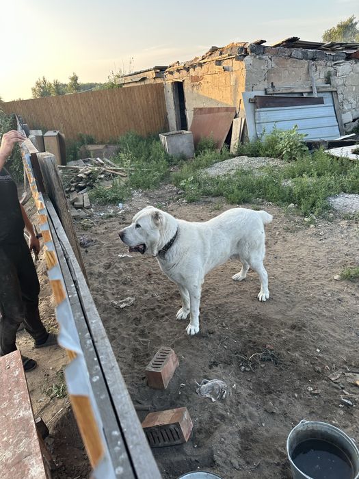 Щенки алабая породные