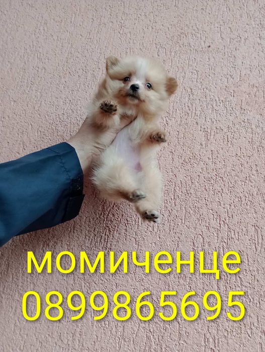 Померани. Мъжки и женски.Реални снимки !