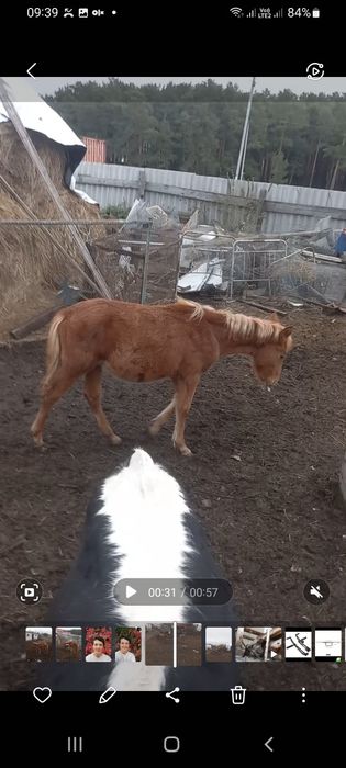 Продам жеребчика