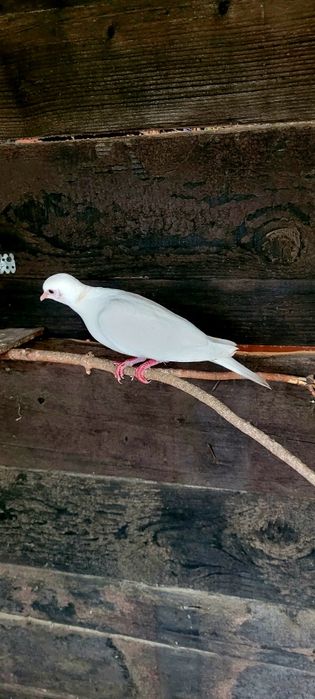 Turturele răzătoare