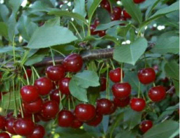 Visin Soiul pomi Fructiferi( CRIŞANA )