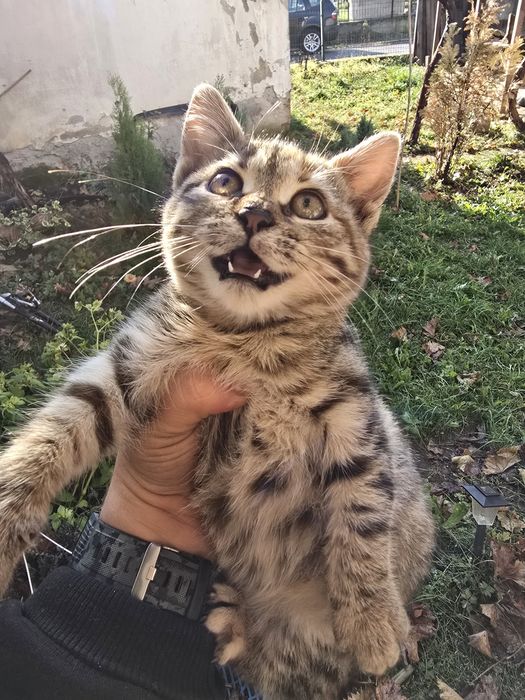 Подарявам женско коте