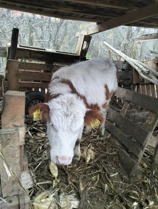 Vita de vânzare 5 luni preț 5300 ron