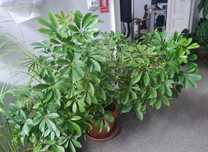 Flori de apartament