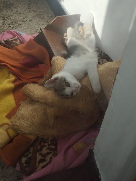 Коте порода Любов