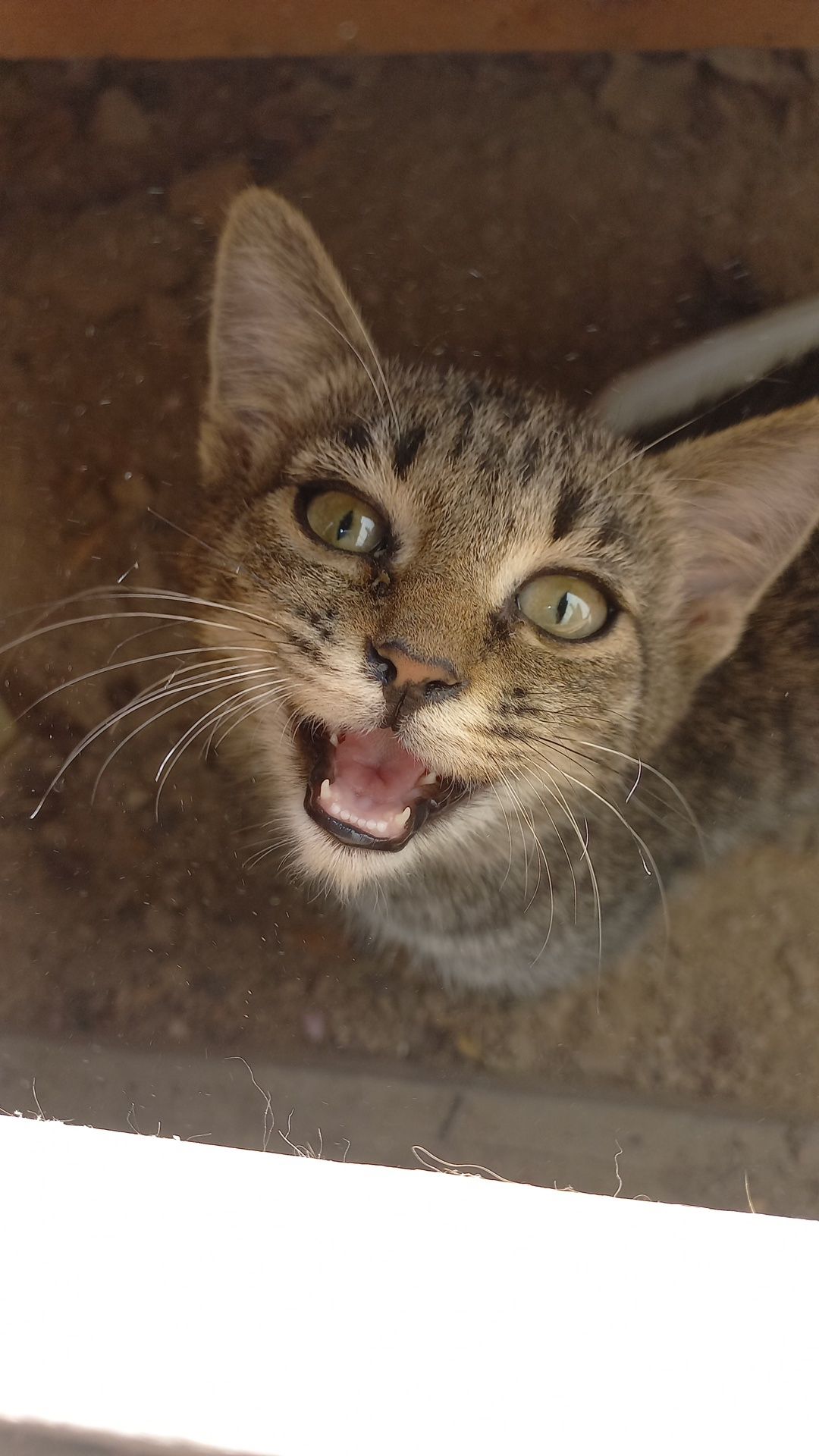 Отдам котёнка даром