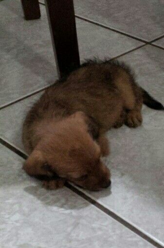 Choponi it bolachasi asaall