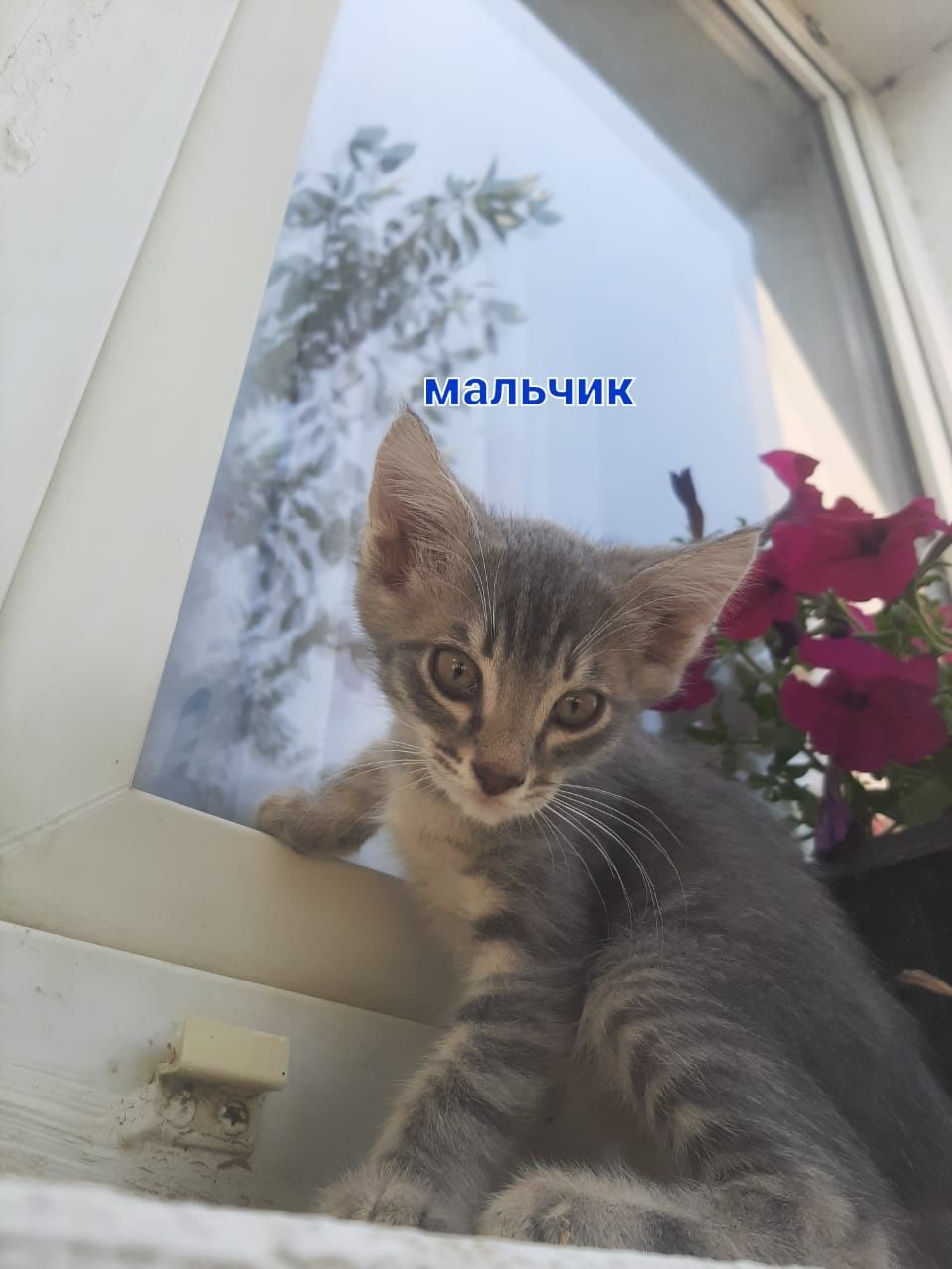 Отдам котят бесплатно