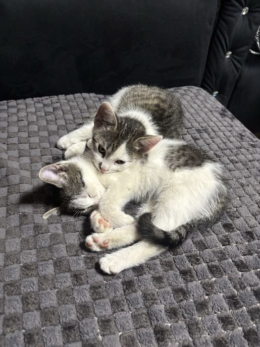 Pisici spre adoptie