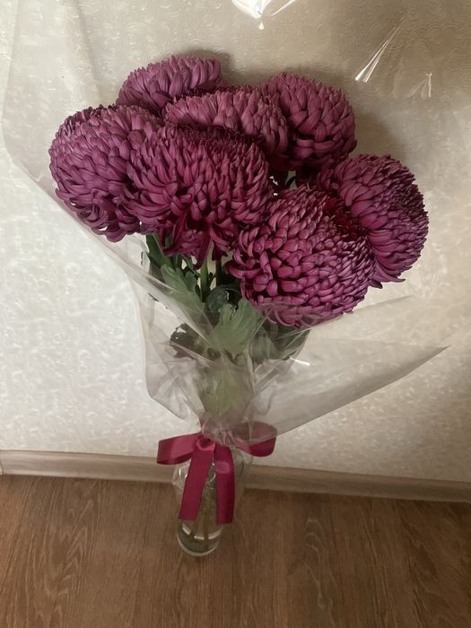 Красивые пышные хризантемы