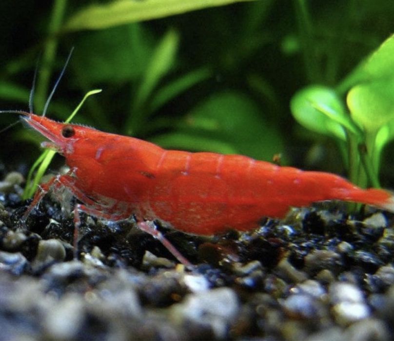 Креветки для аквариума 1 см – размножаются и чистят дно аквариума