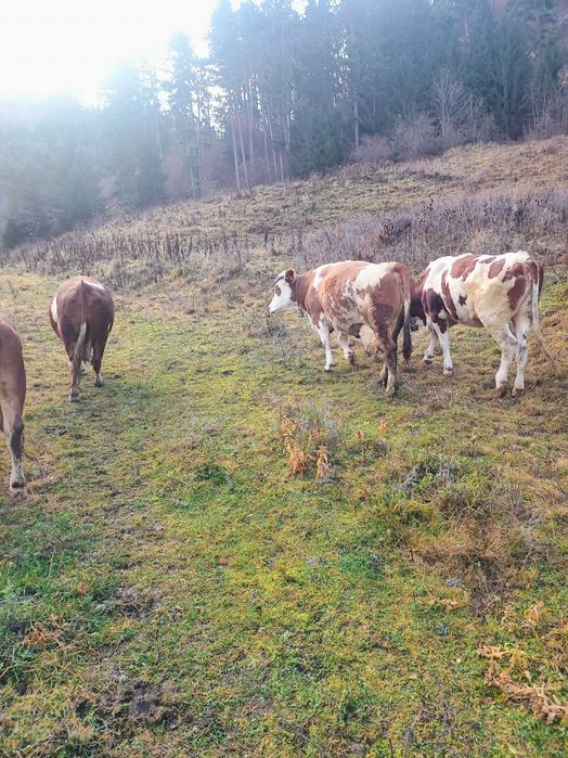 Vaca bălțata vaci vitei