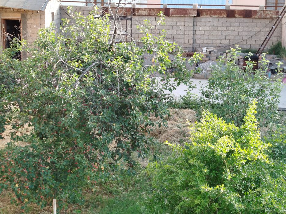 Qibray markazida 3.2 sot quruq yer sotiladi
