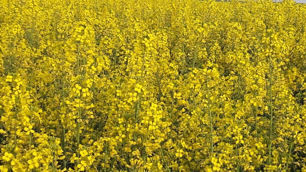 Vand rapita recolta 2025