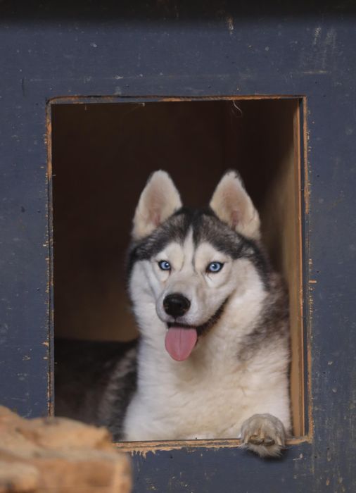 Отдам хаски бесплатно