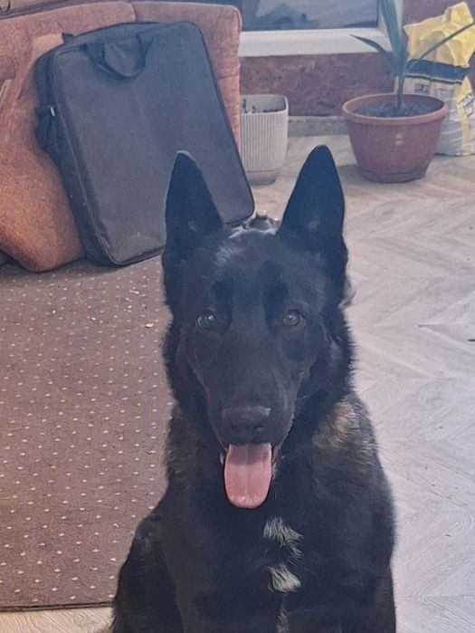 Vând Ciobănesc belgian malinois în vârstă de 8 luni
