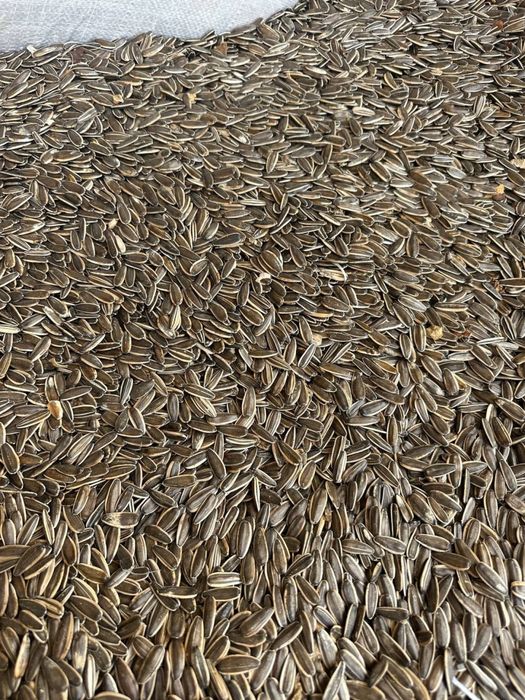 Семечка сотилади, оптомга, мағзи тўла