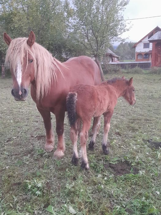 Iepe si manzi  de vanzare!