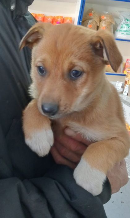 Продам щенков от красивой собаки