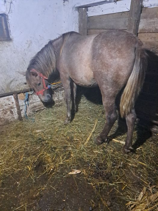 Vind un minz 2 ani jumate și o minza 10 luni.