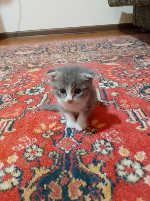 Котята скотиш фолд