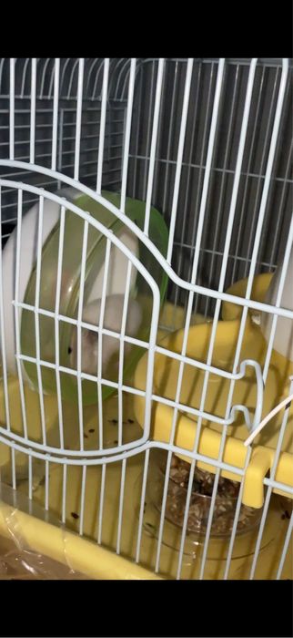 Продам хомяков активных