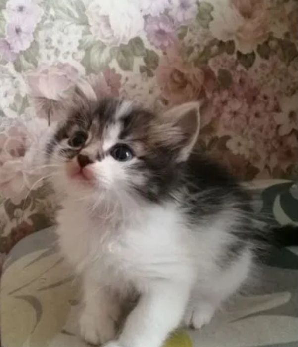 Пушистые котята.