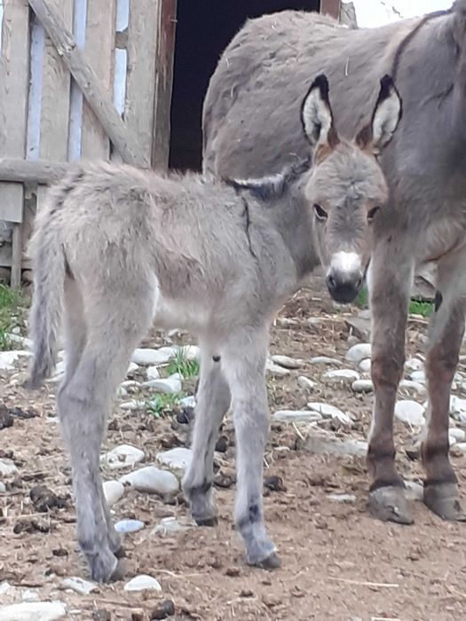 Magarite cu pui, pentru lapte
