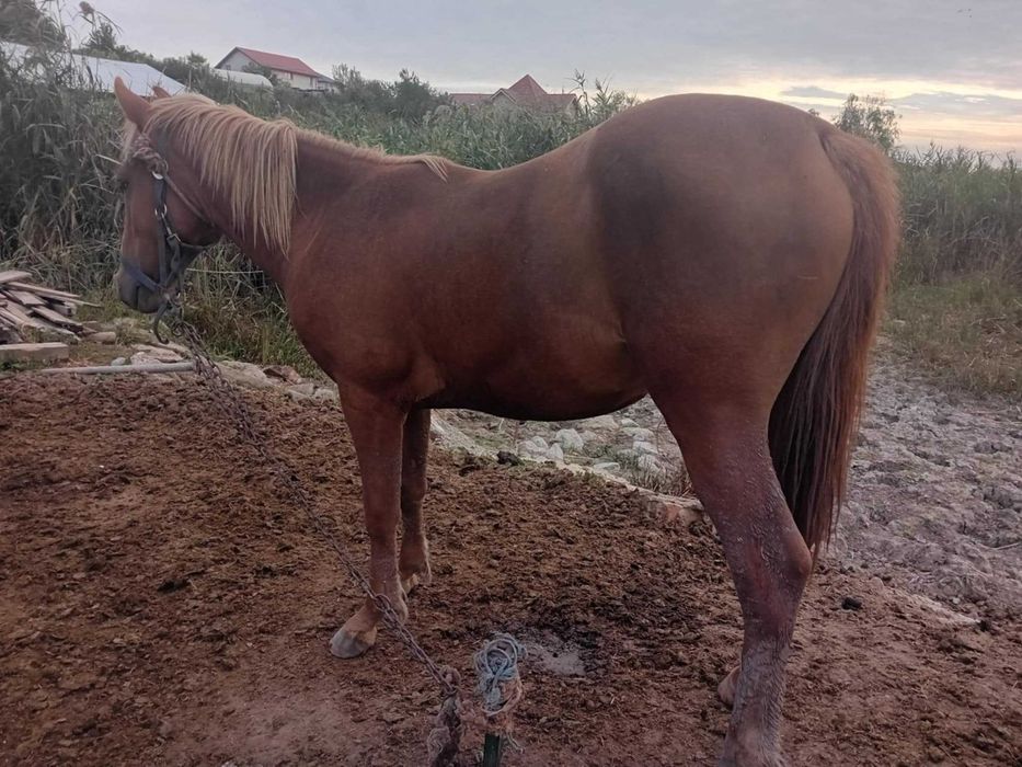 Vand armasar 3500 de lei