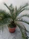 palmier ornamental  15 ani