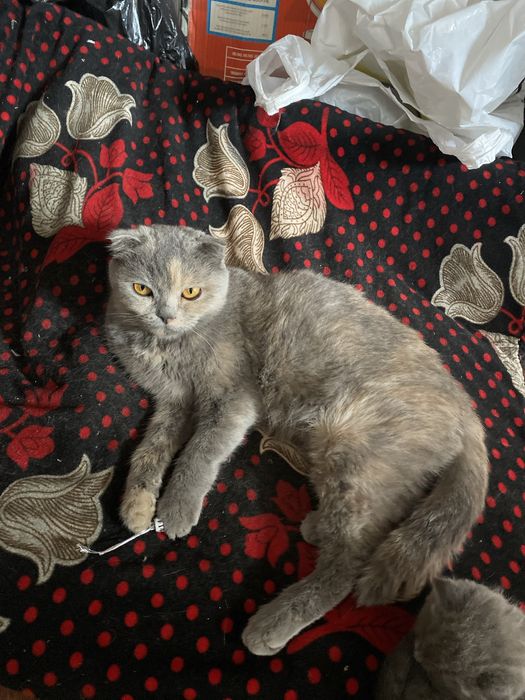 Sotiladi  samka moda