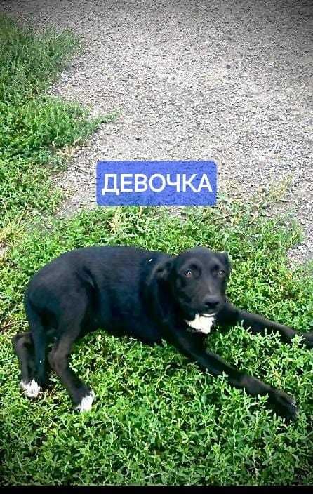 Щенки в ответственные руки