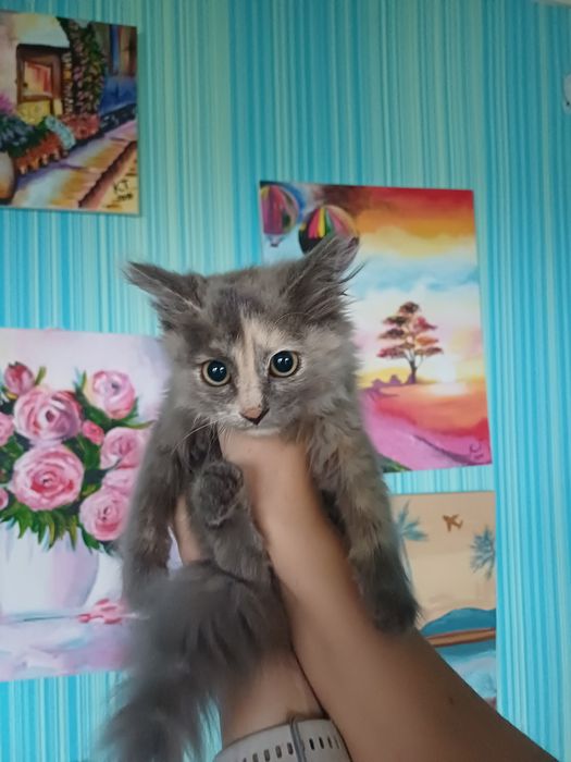 Отдам котёнка,от крупной кошки,папа на следующем фото