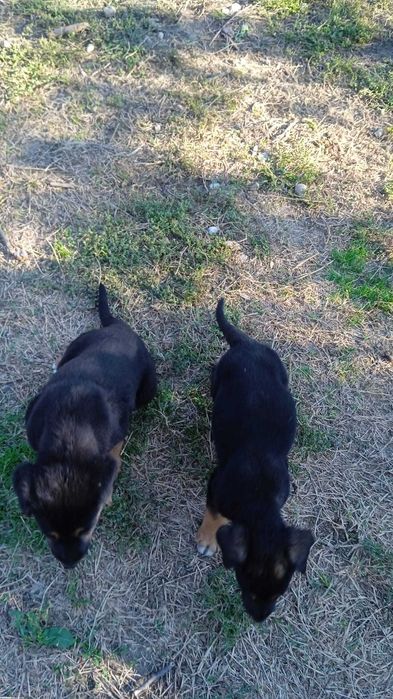 Подарявам гончета 2 броя на 2 месеца и половина.