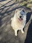 Vand Samoyed heterocrom mascul 8 luni
