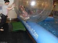 piscina baloane pe apa bile pe apa waterball reducere!!! gonflabile