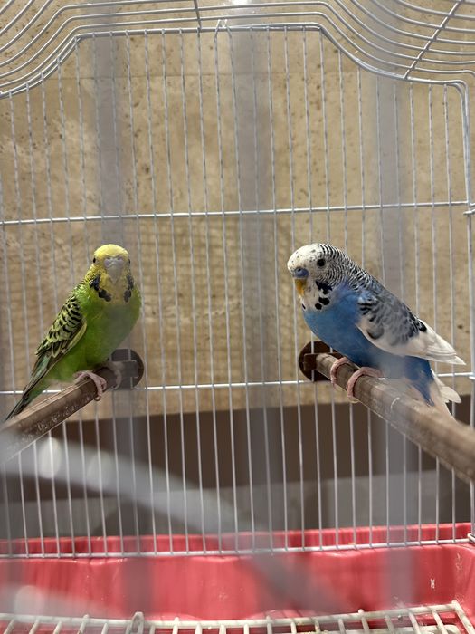 Păsãri / Peruș de vanzare