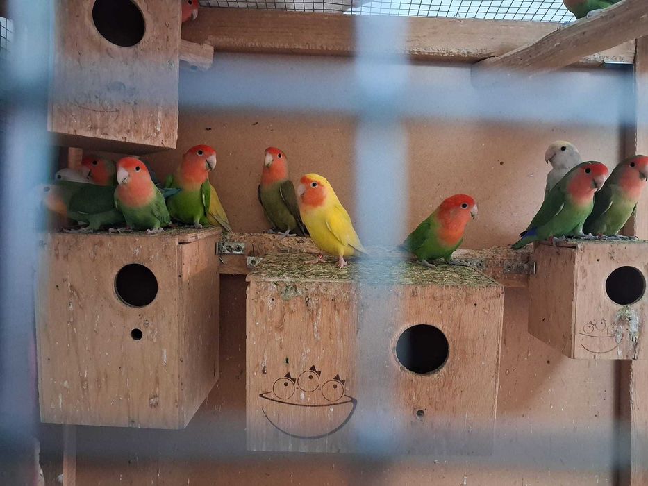 Vand 22 papagali agapornis diferite culori ,voliera ,10 cuiburi