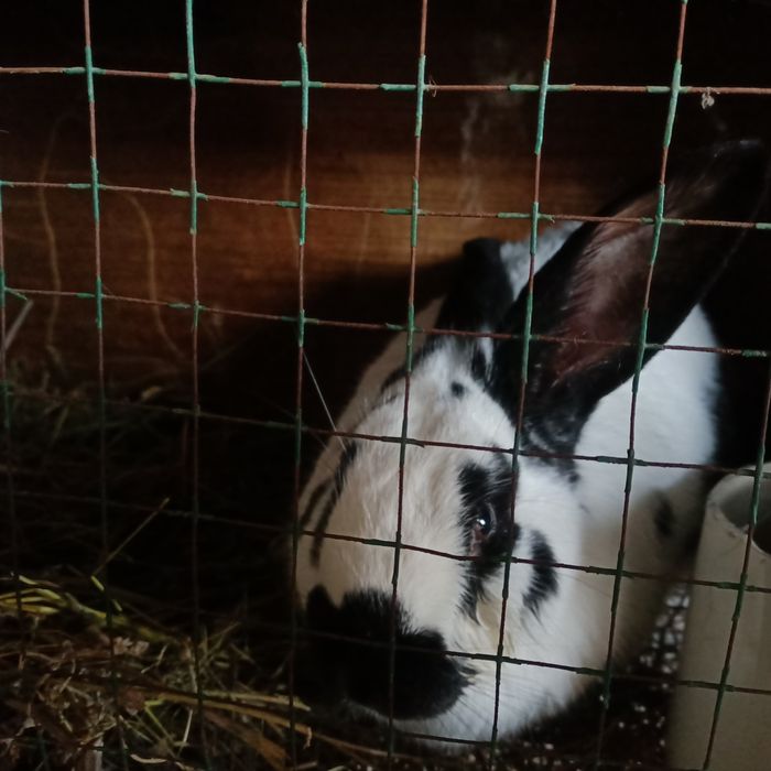 Продам крола бабочка