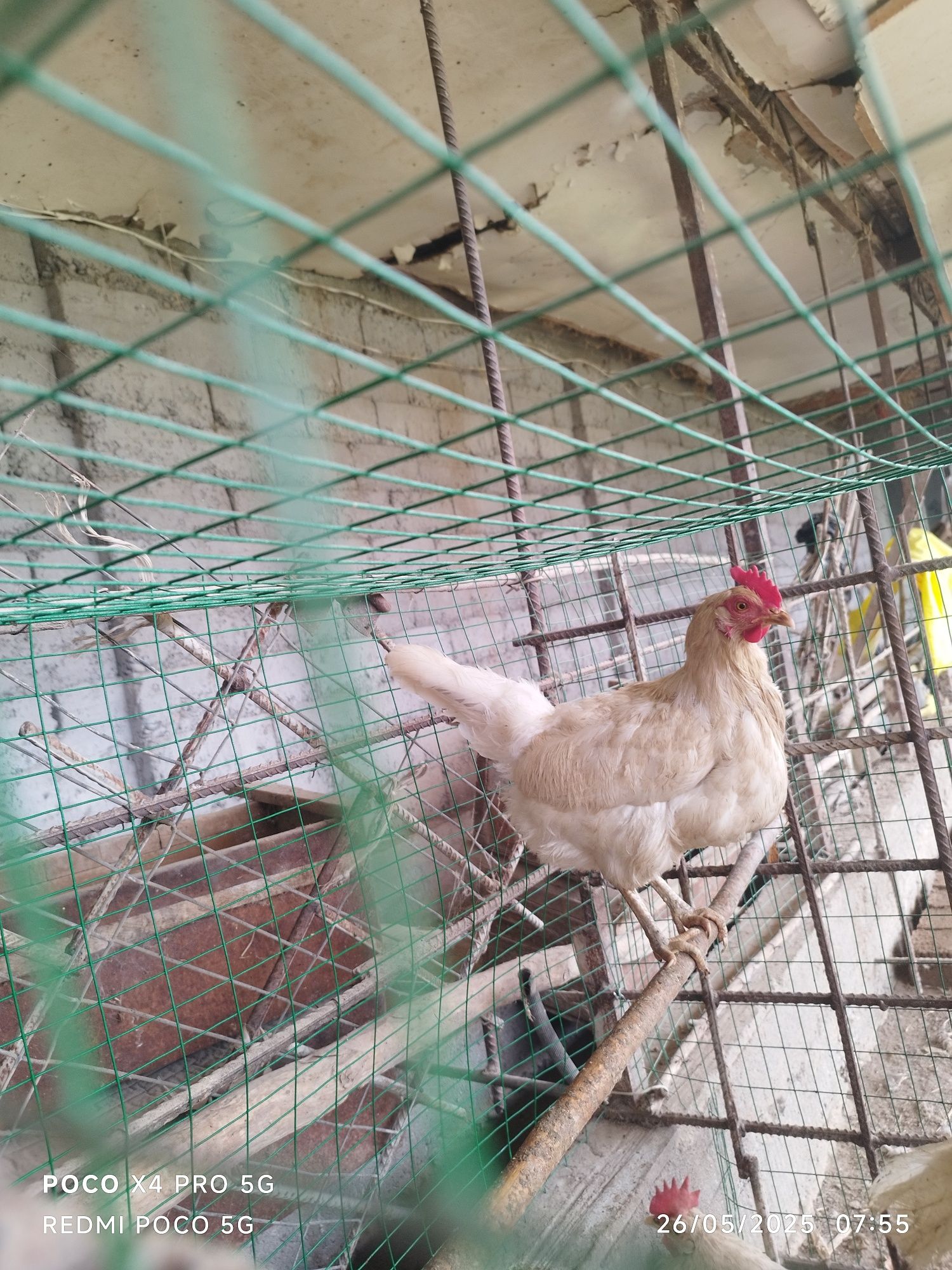 Lamon Sendi tovuqlari sotiladi tuxum qoʻyadi