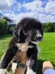 Catelusa metis ciobanesc spre adoptie