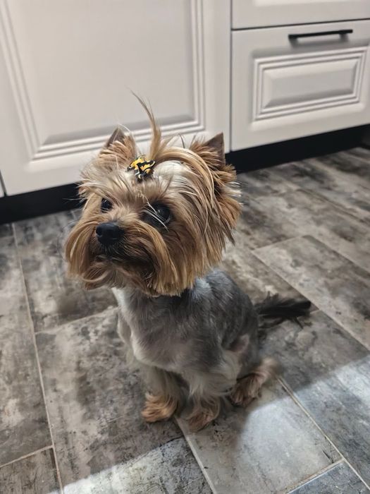 Йоркширски териер