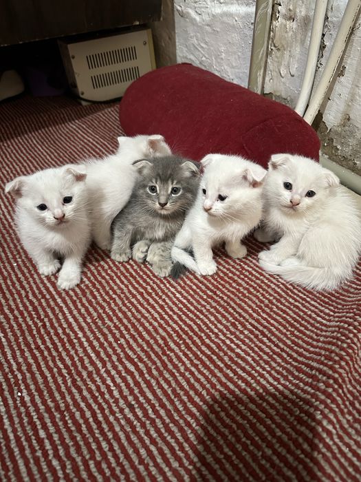 Шотландские котята вислоухие 1 месяц