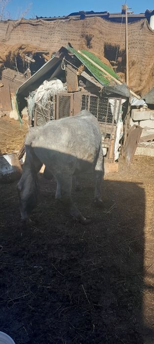 Продаю телят п.Фабричный