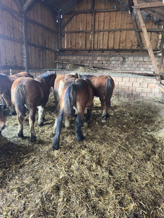 Armăsar și iapă mânji