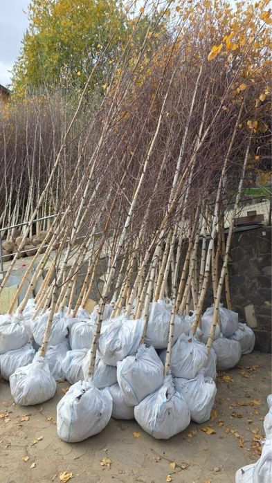 Vand mestecan tei platan