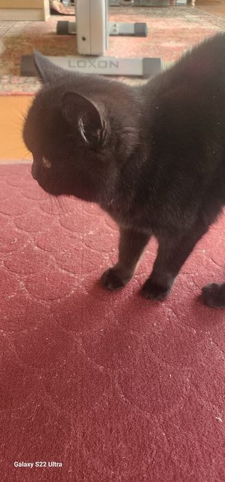 Продам кошку скотиш страйт чёрный