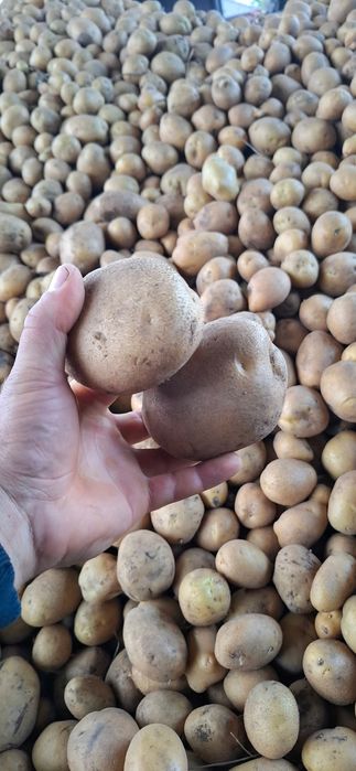 Vând cartofi alb